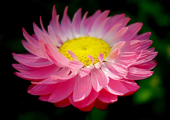 Close up, pink daisy, bloom HD wallpaper