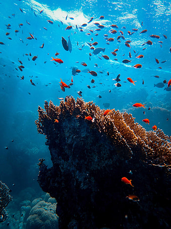 Animals, Fishes, Coral, Underwater World, Algae, Seaweed HD phone wallpaper