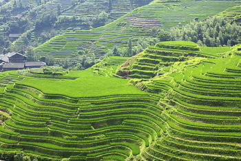 Greenery, terraces, stairway, green, mountain HD wallpaper