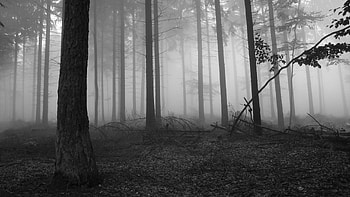 Fog in the dark forest Nature , Tree , Forest , Fog , Branch - Nature no. HD wallpaper