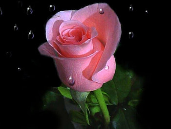 Lonely pink rose, rose, pink, shade, flower, love HD wallpaper