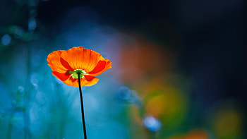 Simply Beautiful, poppies, bokeh, poppy, nature, flowers, splendor HD wallpaper
