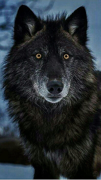 Wolf, Wild Animal HD phone wallpaper