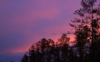 BLUEBERRY SKY, skies, sunsets, pine forest, panorama, landscapes, scenery, trees, views, silouettes HD wallpaper