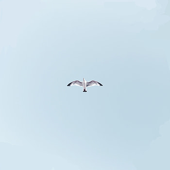 Sky, Bird, Minimalism, Flight, Seagull, Gull, Wings, Wave, Sweep HD phone wallpaper
