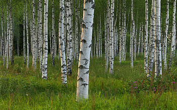 Birch Tree, Nature, Forest HD wallpaper