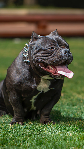 American Bully, Black, dog breeds HD phone wallpaper