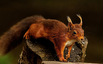 Squirrel, animal, stock, tree HD wallpaper