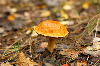 Mushroom in a grass, fall forest leaves HD wallpaper