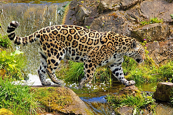 Animals, Nature, Grass, Stones, Jaguar, Predator, Stroll HD wallpaper