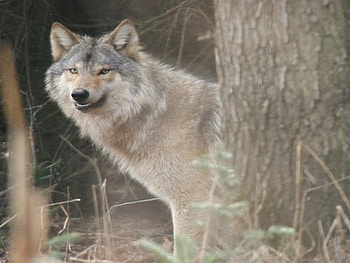 Say Cheese, animals, other, dogs, grey wolf, wolf, tree HD wallpaper