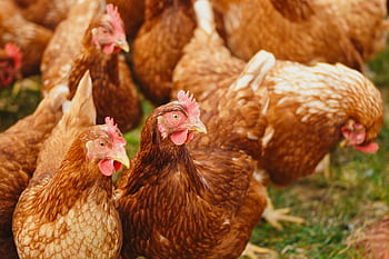 Close-up of brown chickens pecking in a sunny rural farmyard. HD wallpaper