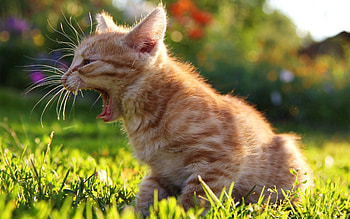 Animals, Grass, Kitty, Kitten, Sunlight, Scream, Cry HD wallpaper