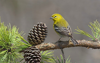 Bird, pine cone, pasari, yellow, green HD wallpaper