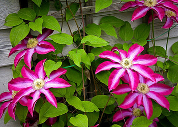 Flowers, Leaves, Bindweed, Bloom, Flowering, Wall, Clematis HD wallpaper