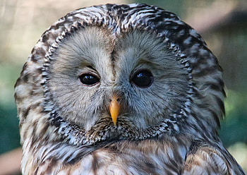Owl, Animals, Bird, Sight, Opinion, Sleepy HD wallpaper