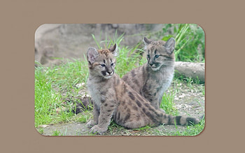 Two Cubs, , cats, tiger cubs, cubs HD wallpaper