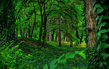 Greenery, , Forest, Ivy HD wallpaper