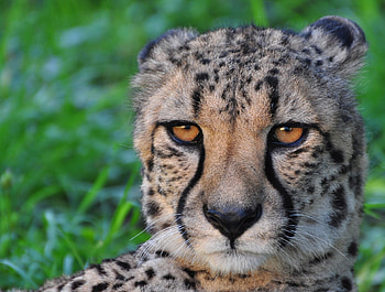CHEETAH, cats, gepard, raubtiere HD wallpaper