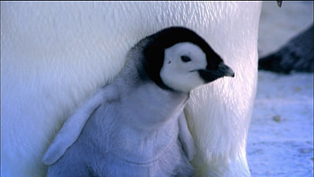 Baby penguin | Baby Animals HD wallpaper