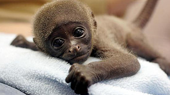 Cute Baby Monkey HD wallpaper