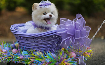 Easter surprise, purple, dog, egg, basket, white, puppy, easter, bow, cute HD wallpaper