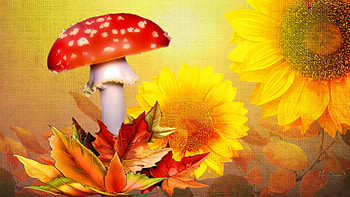 Textures of Fall, fall, mushrooms, gold, toadstools, Firefox theme, leaves, sunflowers, texture, autumn, flowers HD wallpaper