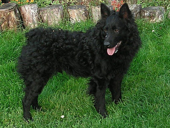 Croatian sheepdog, sheepdog, black, croatia, animals HD wallpaper