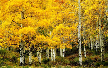 Birch Tree, Nature, Forest HD wallpaper