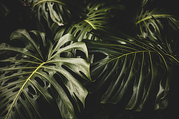 Leaf, big and bright, plants HD wallpaper