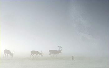 Animals, Deers, Silhouette, Fog, Field HD wallpaper