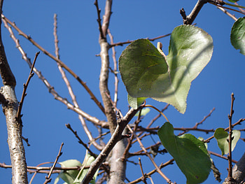 leaf, sky, heart, green, tree HD wallpaper