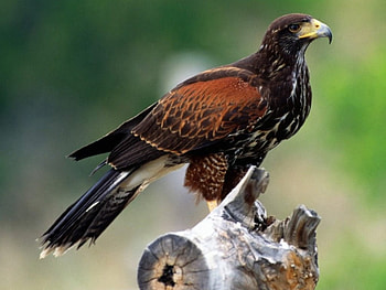 harris hawk, lage hawk, sitting on log, beautiful bird HD wallpaper