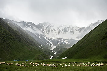 A peaceful landscape with grazing sheep in a green valley surrounded by snow-capped mountains. HD wallpaper