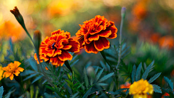 Orange Marigold Flowers Petals Green Leaves Plants In Blur Bokeh Background Flowers HD wallpaper