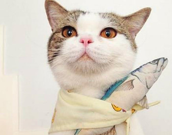 Cute Cat, animal, cute, fish, cat HD wallpaper
