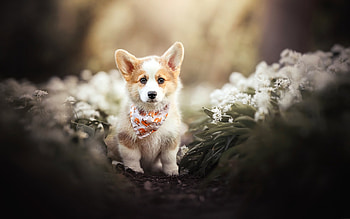 Pembroke Welsh Corgi, dog, animal, nature HD wallpaper