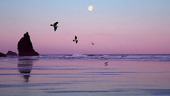 Nature, Birds, Lake, Oregon HD wallpaper