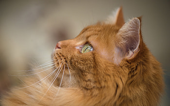 Cat, pisica, animal, orange, maine coon, ginger HD wallpaper
