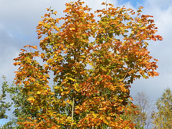 Maple Tree, blue, color, maple, clouds, garden, autumn, sky, tree HD wallpaper