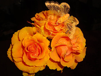 Plants, Flowers, Roses HD wallpaper