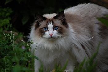 Ragdoll background, Ragdoll backgrounds, Backgrounds , Background HD wallpaper