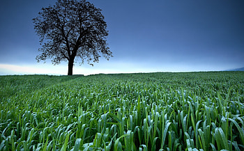 Nature splendor, grass, nature, field, tree HD wallpaper