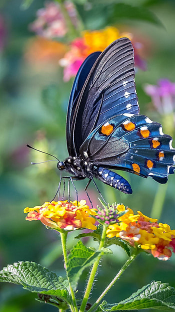 Battus philenor hirsuta, Butterflies HD phone wallpaper