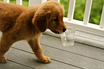 Puppy, dogs, glass, animals HD wallpaper