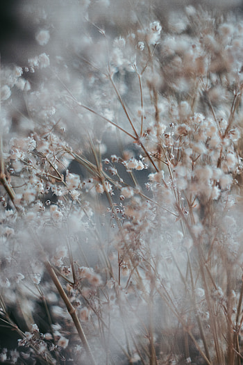Bush, Flower, Plant, Macro, Blur, Smooth, Blooms, Branched, Branchy HD phone wallpaper