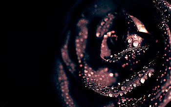 Plants, Flowers, Roses, Drops HD wallpaper