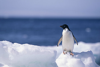 Baby, Penguins HD wallpaper