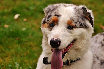 Animals, Dog, Muzzle, Protruding Tongue, Tongue Stuck Out HD wallpaper