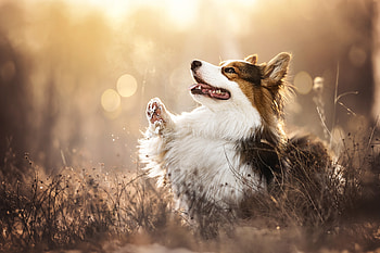 Animal, corgi HD wallpaper